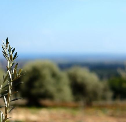 Azienda Agricola Oliva 1