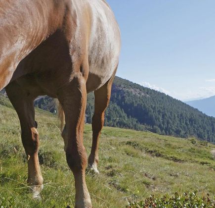 Sentiero d'avventura Haflinger 1
