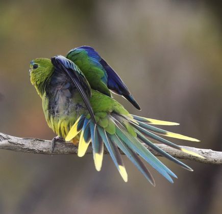 Picked Parrot 1