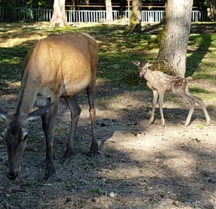 La Gradina Zoo 1