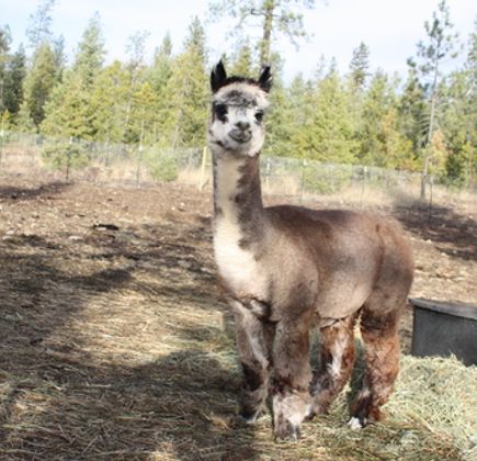 TerBest Alpacas 1