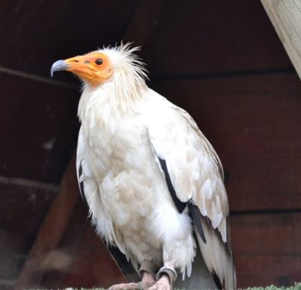 Les Aigles d'Aure - Volerie des Pyrenees 1