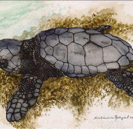 Archelon Sea Turtles Rescue Center 1