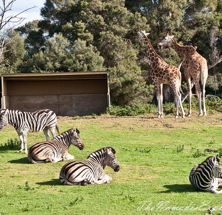 Werribee Open Range Zoo 1