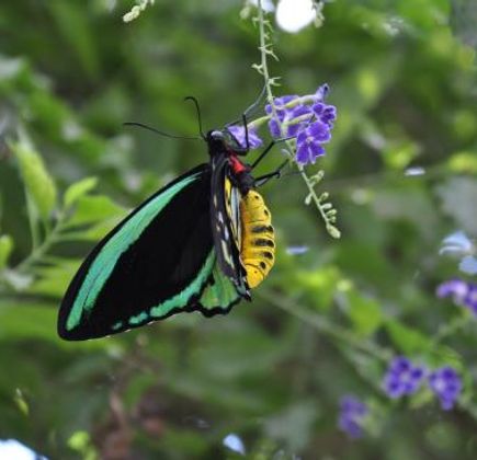 Batchelor Butterfly Farm and Pet Garden 1