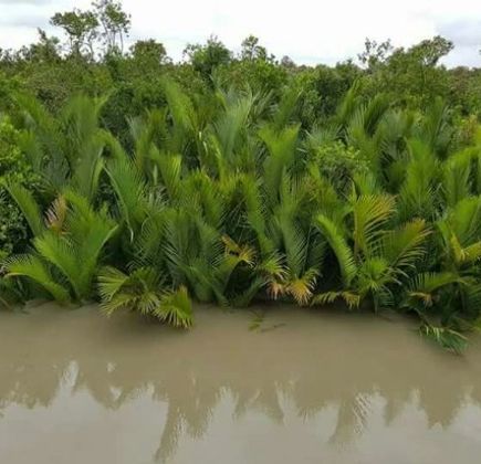 Sundarbans 1