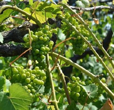 AlexEli Vineyard & Winery 1