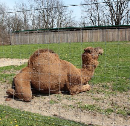 Brantford Twin Valley Zoo 1