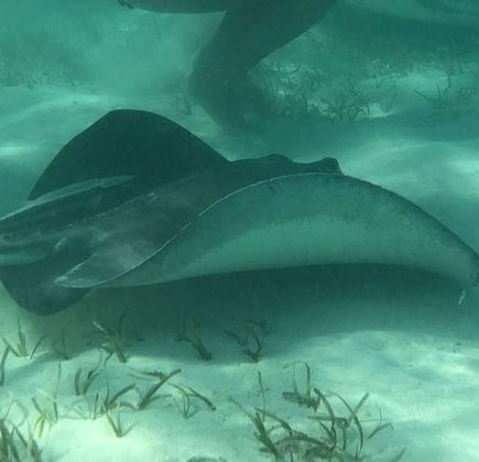 Stingray City Bahamas 1