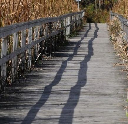 Lynde Shores Conservation Area 1