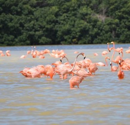 Celestun Wildlife Refuge 1