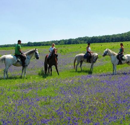 Maximum Equestrian Club 1