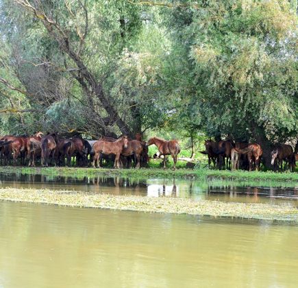 Danube Biospheric Reserve 1