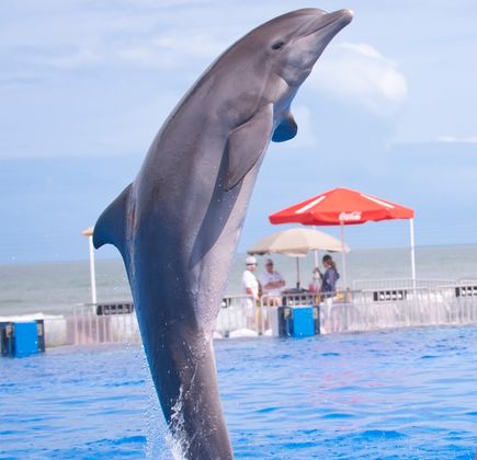 Marineland Dolphin Adventure 1