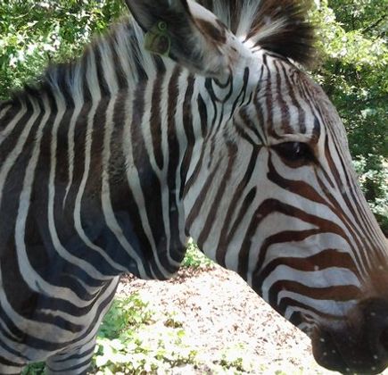 Wild Animal Safari 1