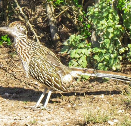 Laguna Atascosa National Wildlife Refuge 1