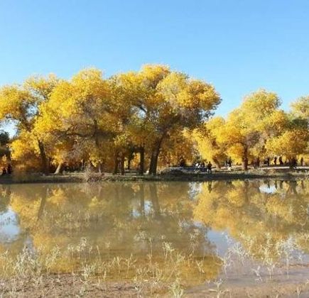 National Nature Reserve of Populus 1