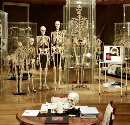 Museum of Anatomy 1