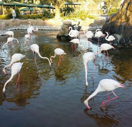Al Areen Wildlife Park & Reserve 1