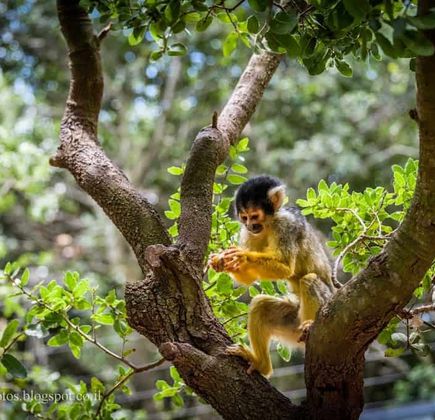 Yodfat Monkey Forest 1