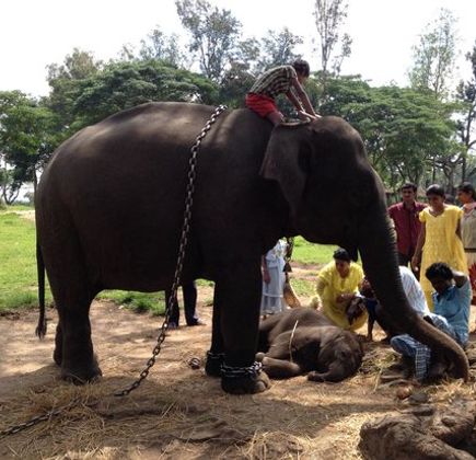 Dubare Elephant Camp 1