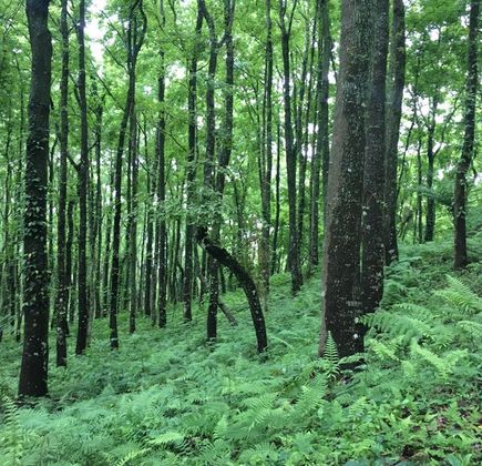 Dongshi Forest Garden 1