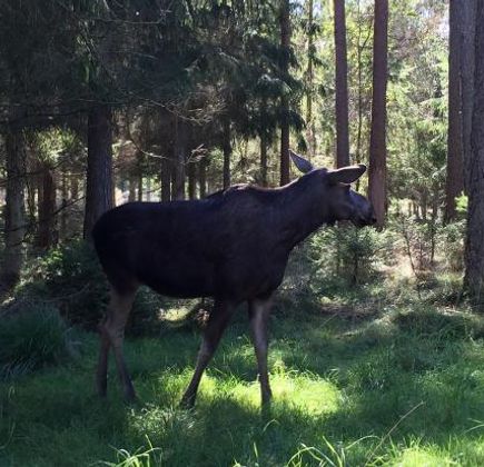 Smalandet Markaryds Algsafari 1