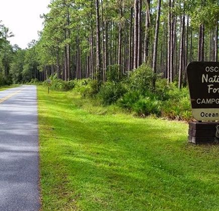 Osceola National Forest 1