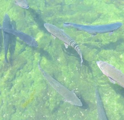 Red River Fish Hatchery 1