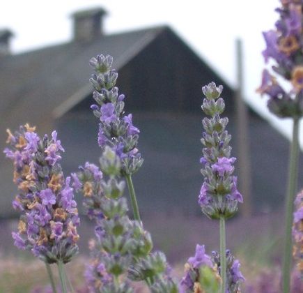 The Lavender Connection 1