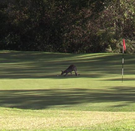 Kooralbyn Valley Golf Course 1