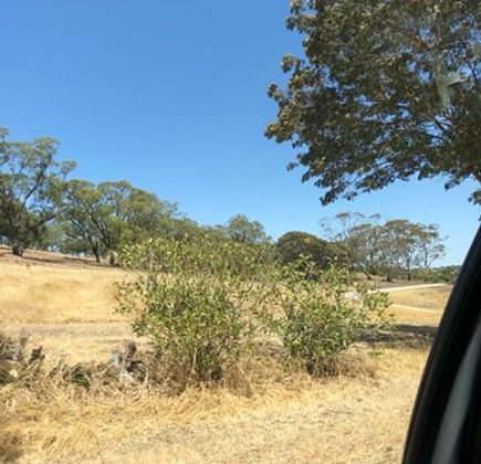 Barossa and Light Cab Service 1