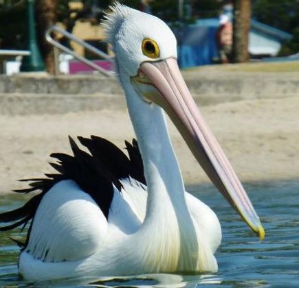 Pelican Feeding 1