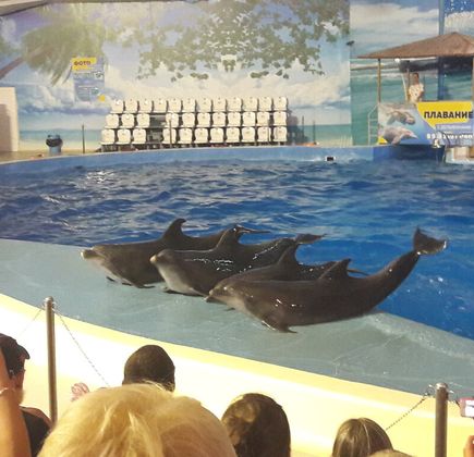 Anapa Dolphinarium (Nemo) 1