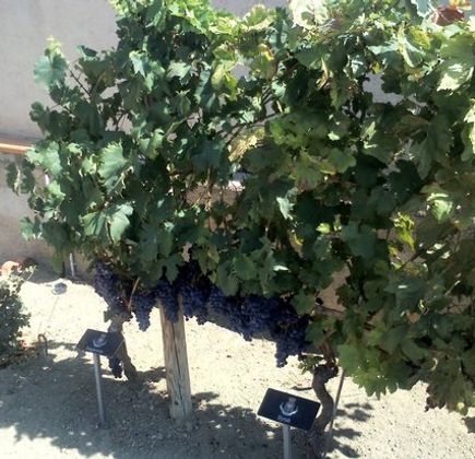 Cambria Vini 1