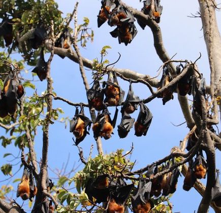 Pemba Flying Fox Forest 1