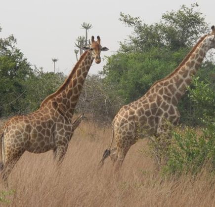 Quicama National Park 1