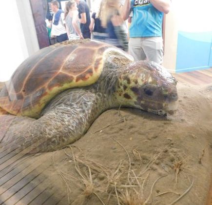 Mon Repos Turtle Centre 1