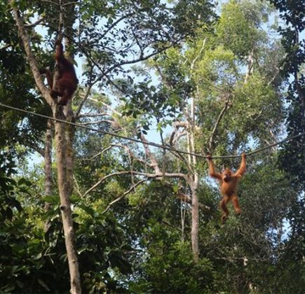 Semenggoh Nature Reserve 1