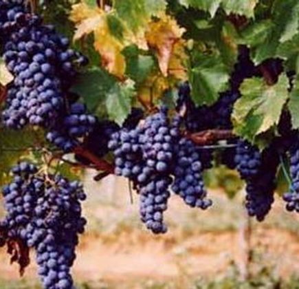 Azienda Bruni 1