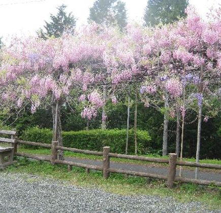 Miyama no Sato Shinrin Park 1