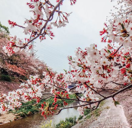 Cherry Blossom Trees along Sotome 1