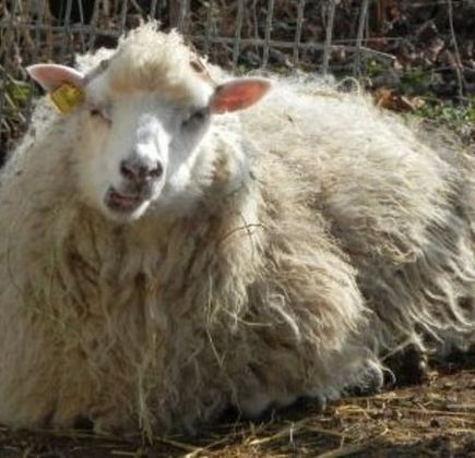 Domaine de Bel-Air 1