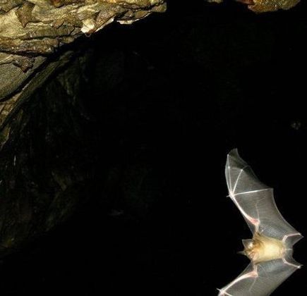 Khao Luk Chang Bat Cave 1
