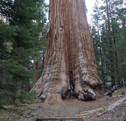 General Grant Tree Trail 1