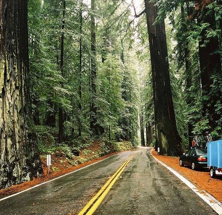 Avenue of the Giants 1