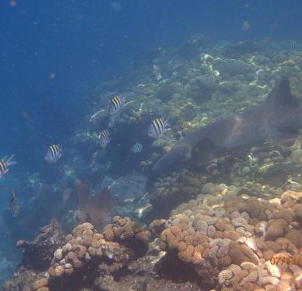Looe Key (Florida Keys National Marine Sanctuary) 1