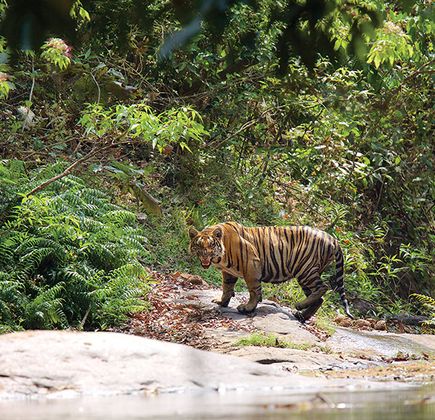 Parambikulam Tiger Reserve 1