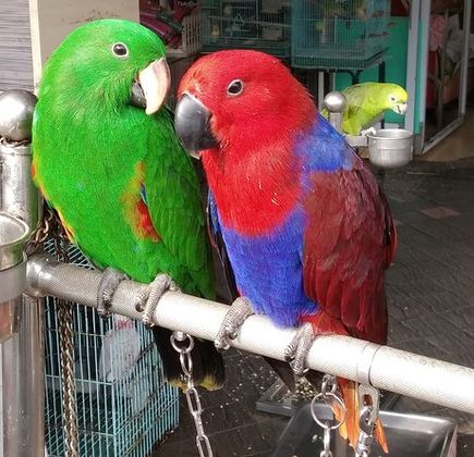 Bird Street (Heping West Road) 1