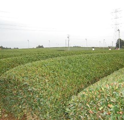 Gurinpia Makinohara 1